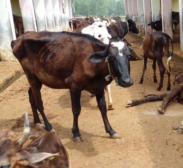 Cows dying under the burden of chaos