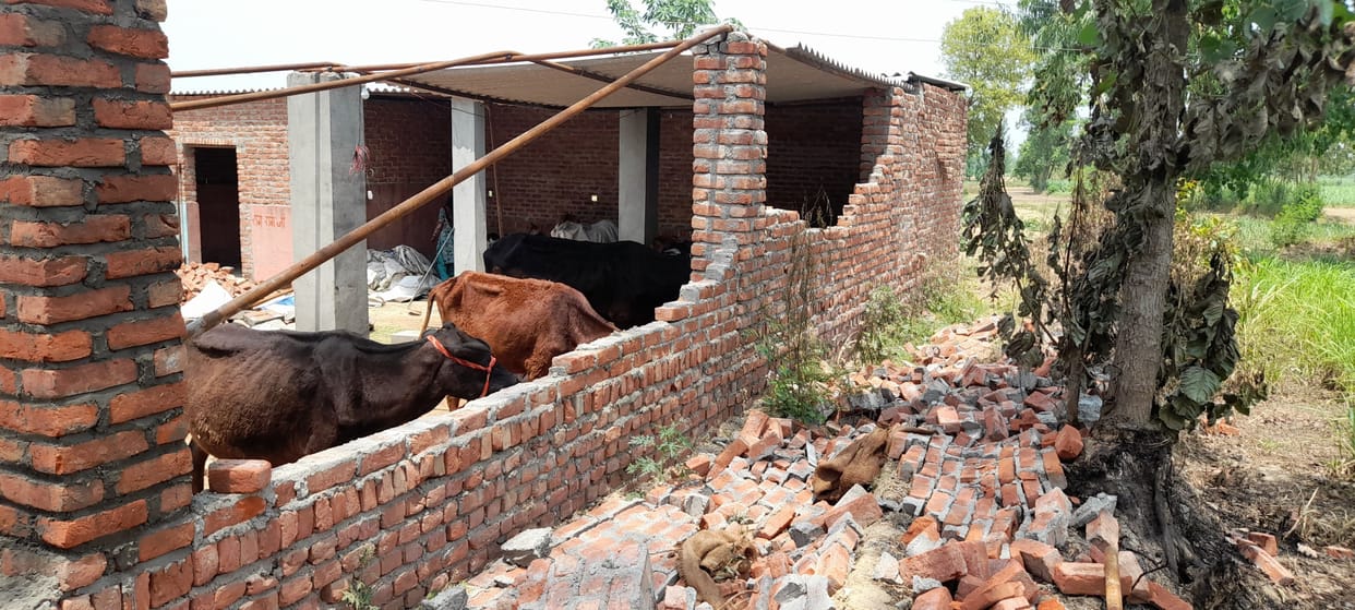 The wall and pillar of Mahmudpur elderly cowshed fell in the storm