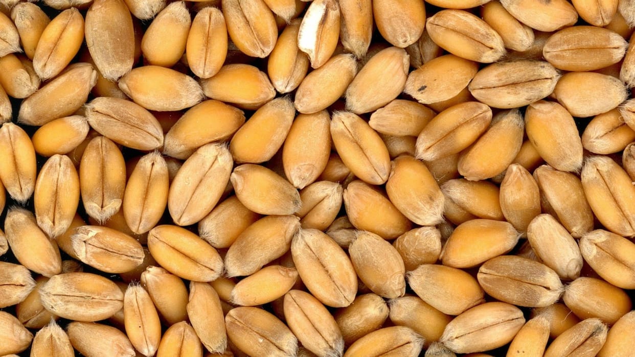 WFP in talks with India on wheat procurement amid global food security challenges due to Ukraine war news in Hindi
