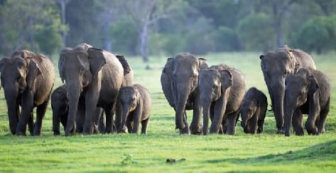 Central government approved the establishment of Terai Elephant Reserve