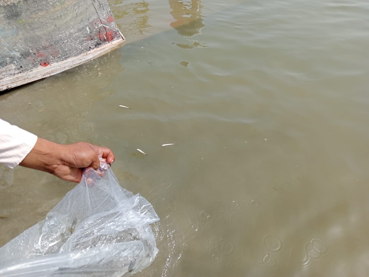 Minister of Fisheries reached late in fishing finger ratching program in Kanpur, dead fish were thrown in the Ganges