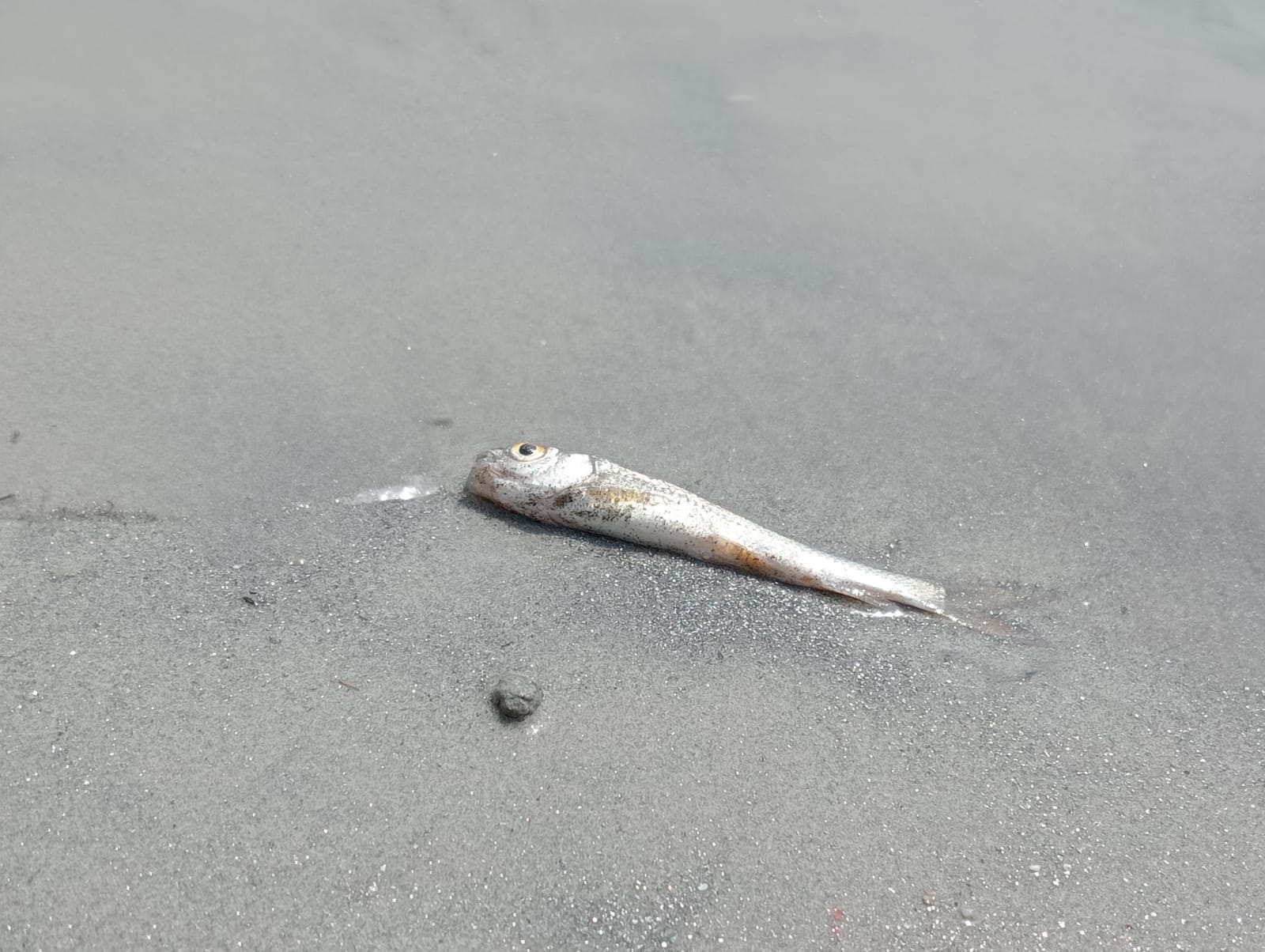 Minister of Fisheries reached late in fishing finger ratching program in Kanpur, dead fish were thrown in the Ganges