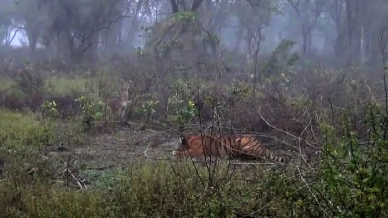 Panic among people due to the movement of tigers in the population