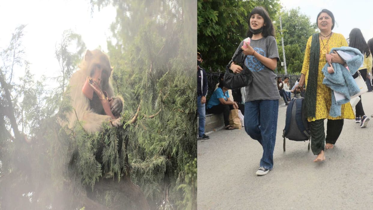 now the monkey took the sandals of the woman and chewed In Shimla, returned barefoot