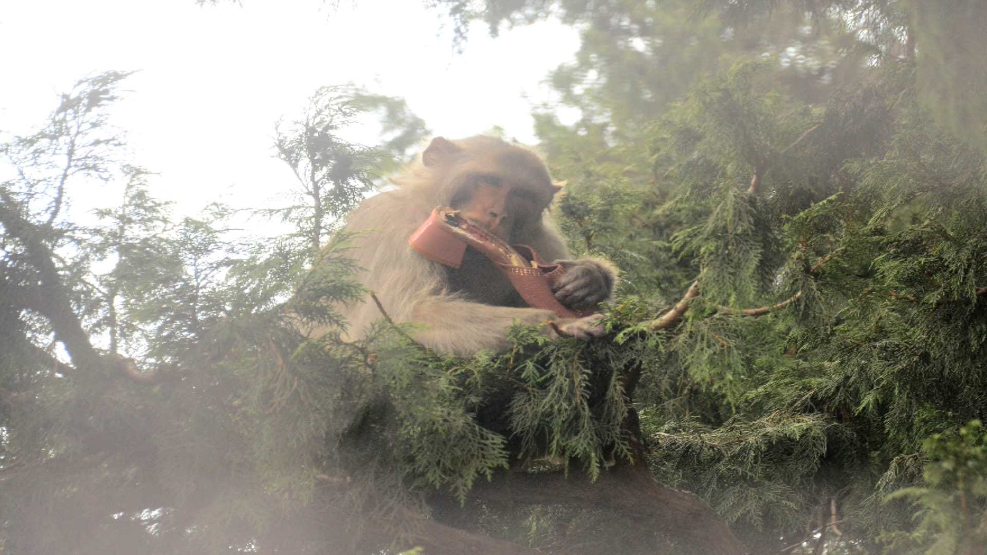 now the monkey took the sandals of the woman and chewed In Shimla, returned barefoot