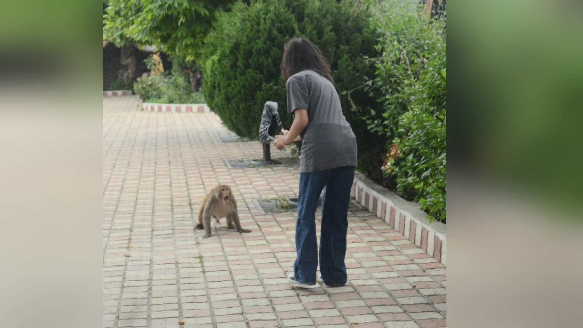 now the monkey took the sandals of the woman and chewed In Shimla, returned barefoot