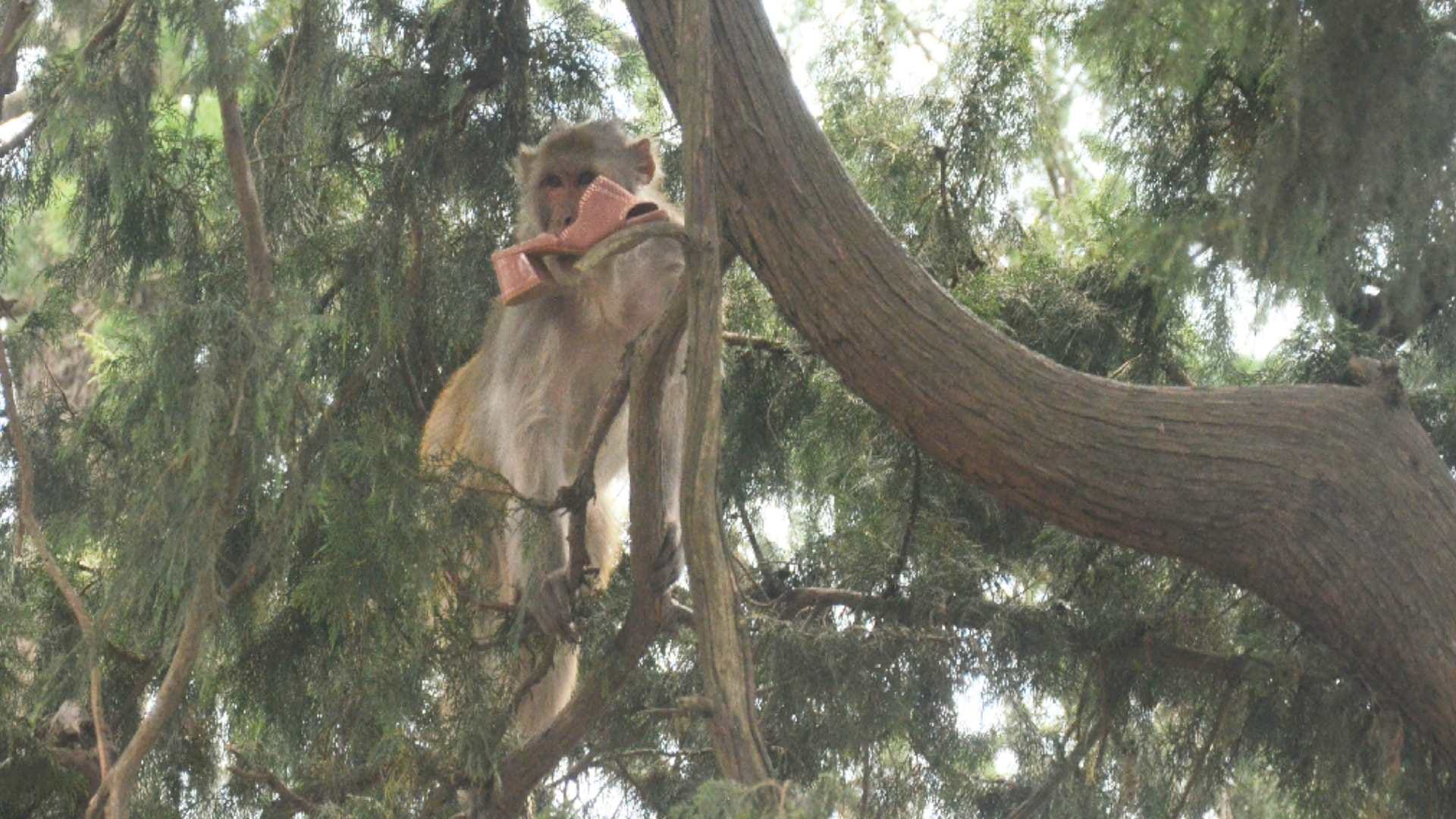 now the monkey took the sandals of the woman and chewed In Shimla, returned barefoot