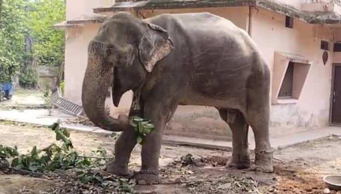 elephant mitthu died in dudhwa national park who was accused of murder he tied with chain for one and half year