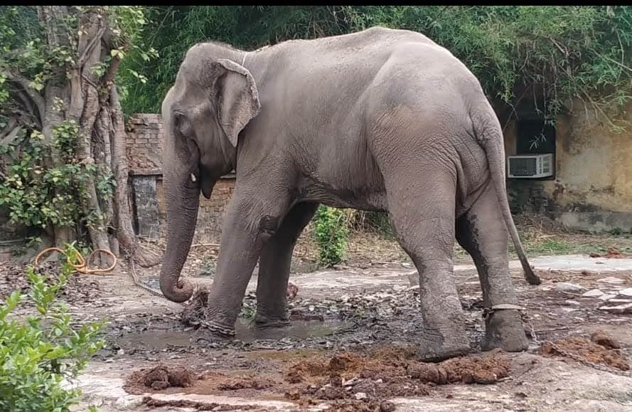 elephant mitthu died in dudhwa national park who was accused of murder he tied with chain for one and half year