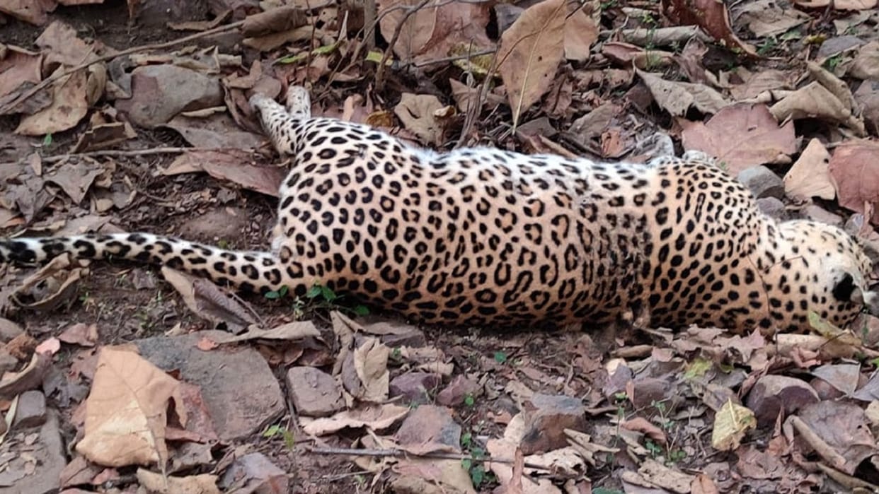 Leopard dies after being trapped in a trap in Bulandshahr