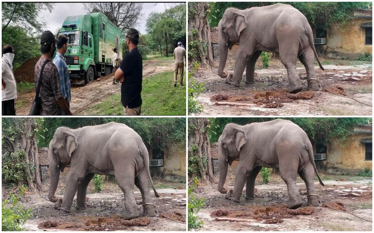 elephant mitthu died in dudhwa national park who was accused of murder he tied with chain for one and half year