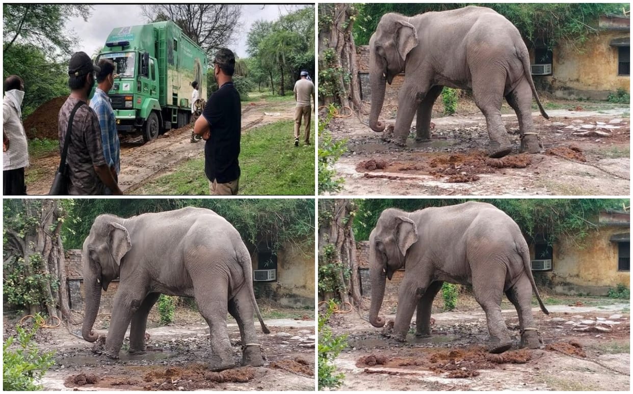 elephant mitthu died in dudhwa national park who was accused of murder he tied with chain for one and half year
