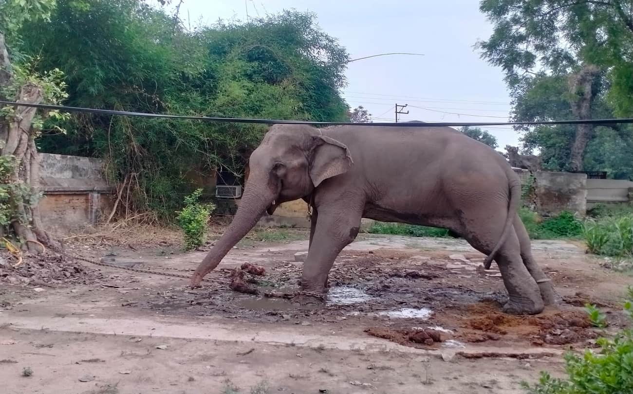 elephant mitthu died in dudhwa national park who was accused of murder he tied with chain for one and half year