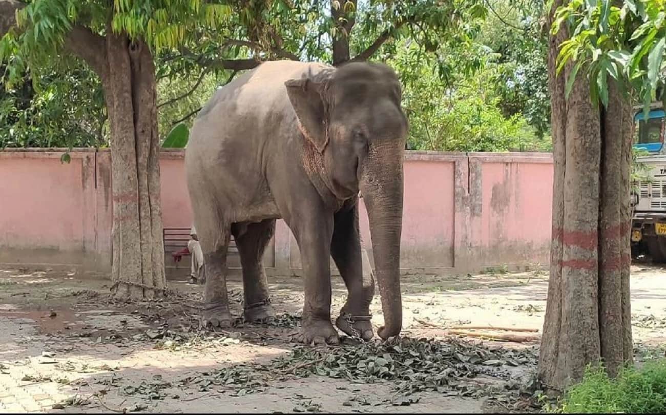 elephant mitthu died in dudhwa national park who was accused of murder he tied with chain for one and half year