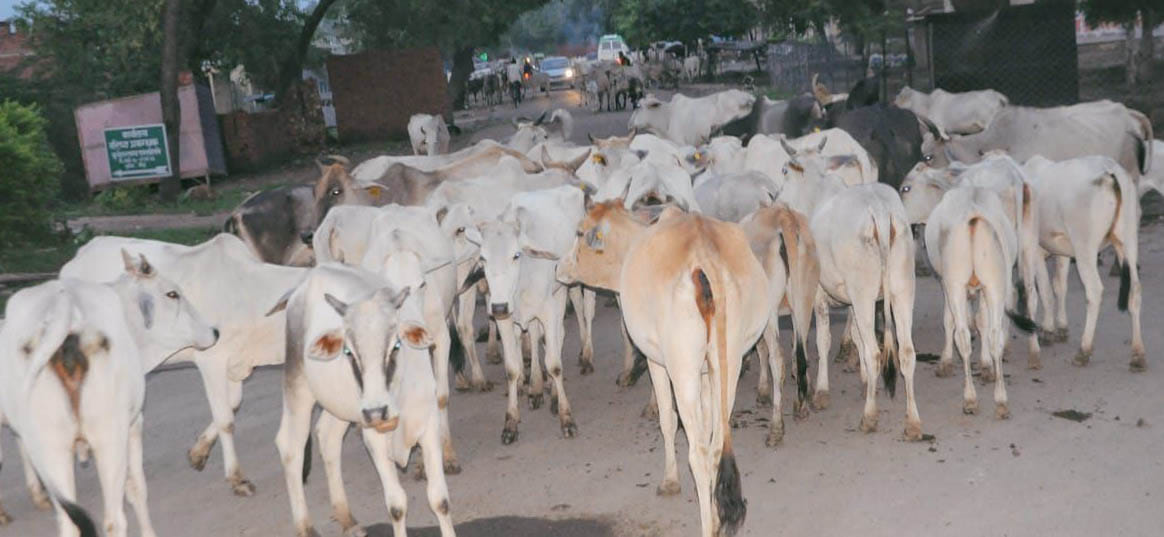 Four sanctuaries will be built for 12 thousand Anna cattle