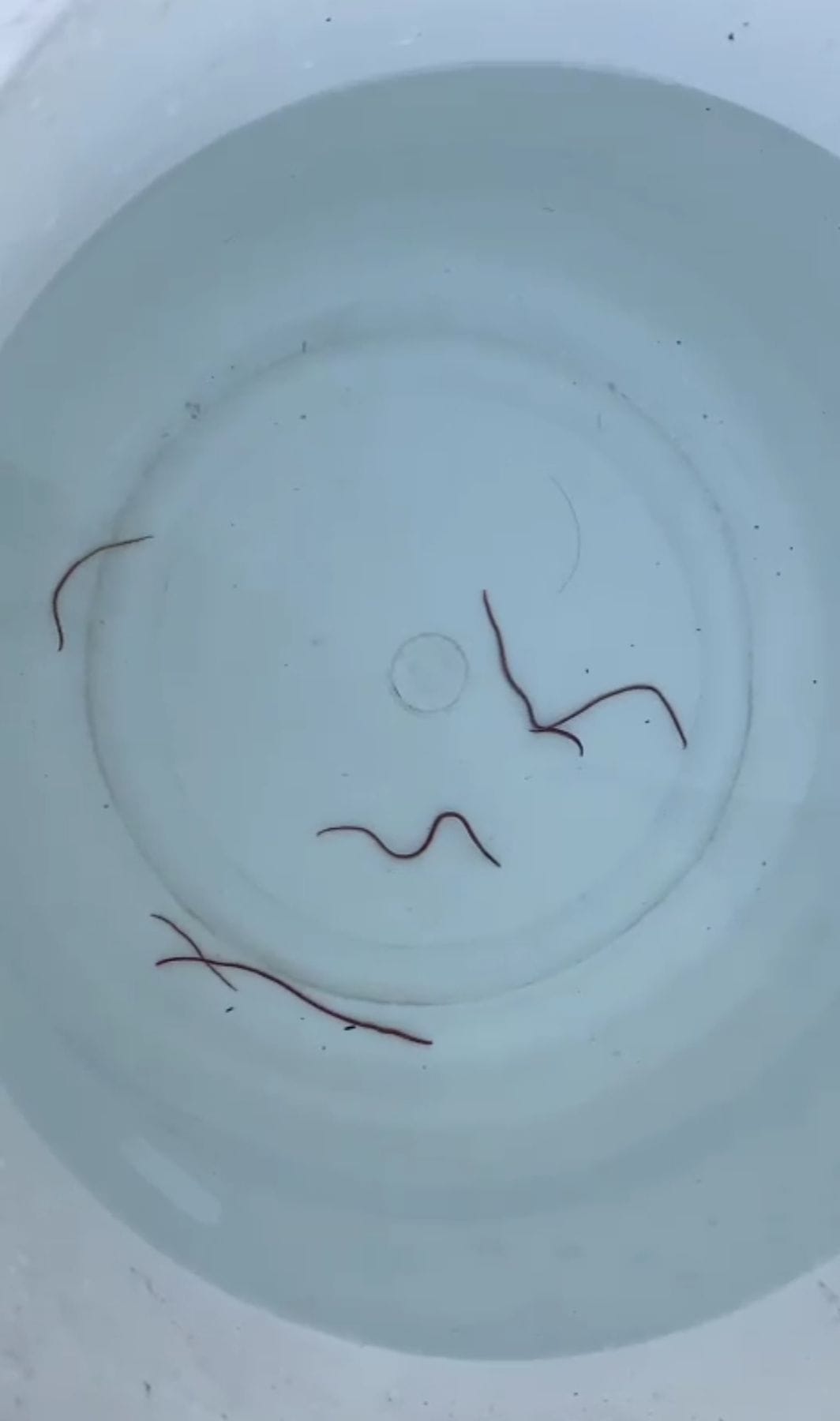 Earthworms came out of drinking water supply in Lathiani