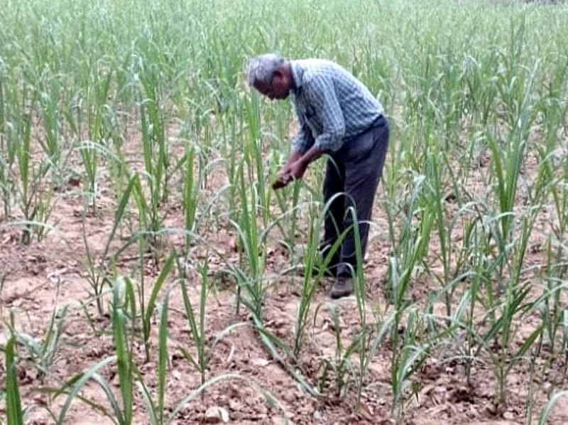 Peak borer pest increased the concern of sugarcane farmers
