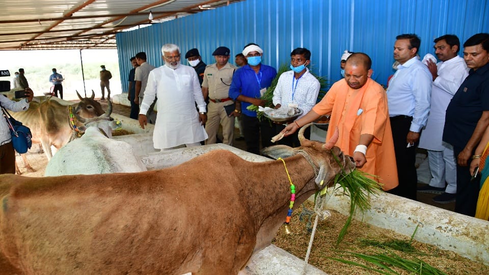 yogi visit to jhansi inspected the cowshed said set up dung gas plant increase number of cows