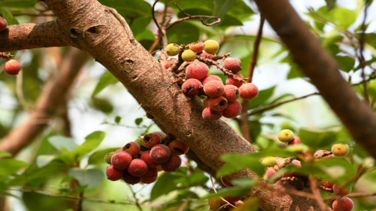 Jyotish: Gular Tree-Related to Venus Planet Do These Gular Tree Upay to get Prosperity in Hindi