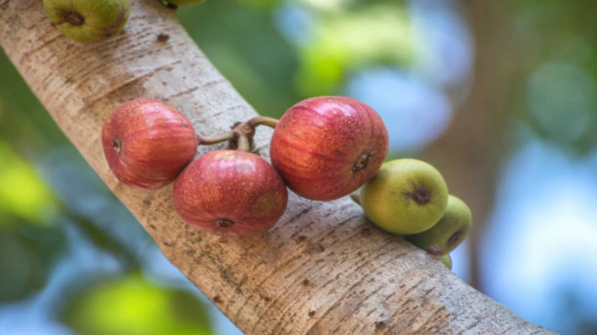 Jyotish: Gular Tree-Related to Venus Planet Do These Gular Tree Upay to get Prosperity in Hindi