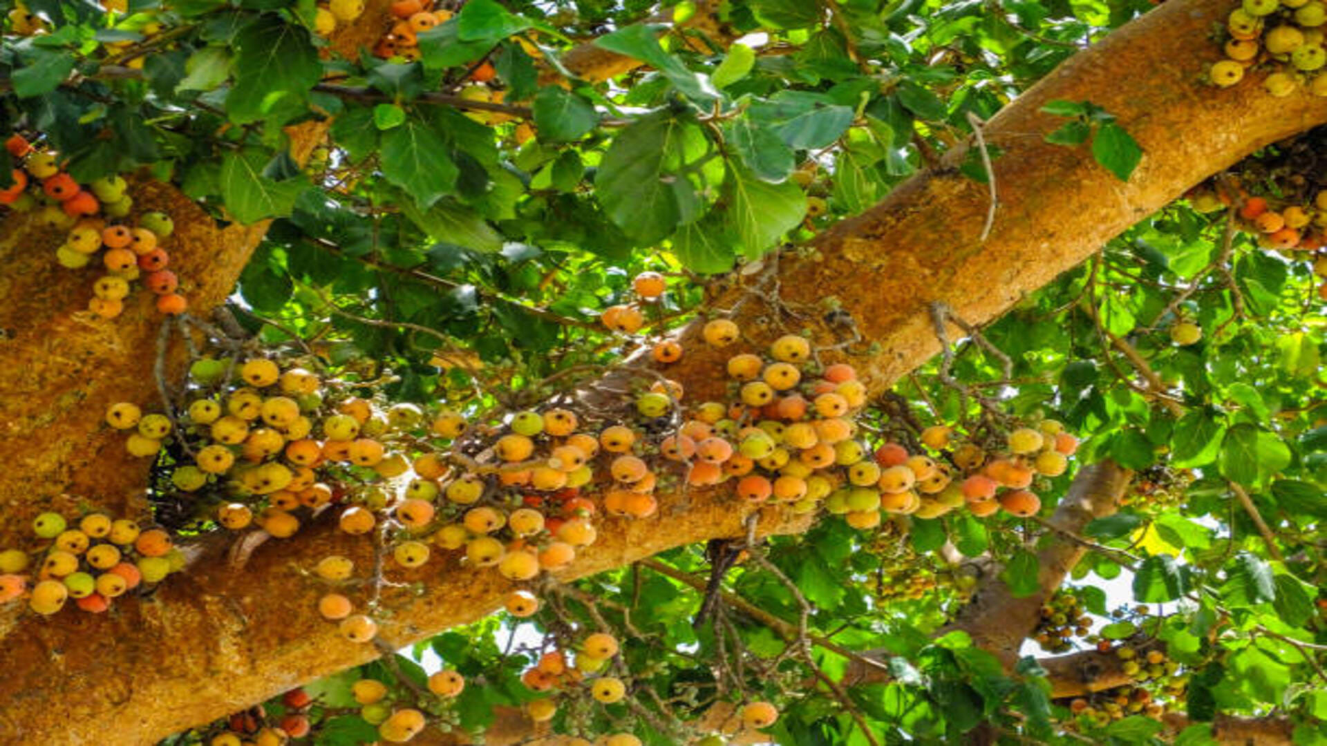 Jyotish: Gular Tree-Related to Venus Planet Do These Gular Tree Upay to get Prosperity in Hindi