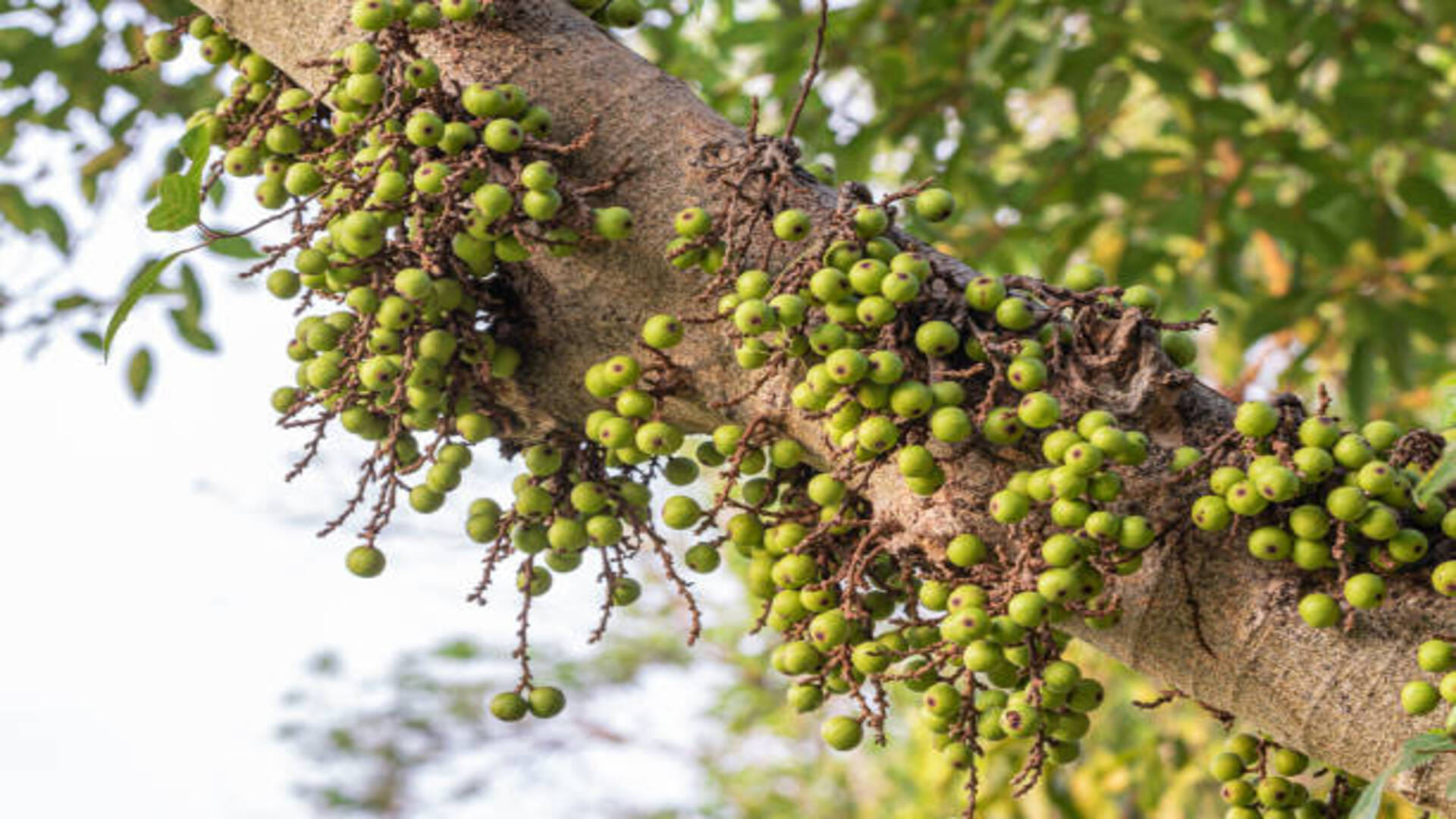 Jyotish: Gular Tree-Related to Venus Planet Do These Gular Tree Upay to get Prosperity in Hindi