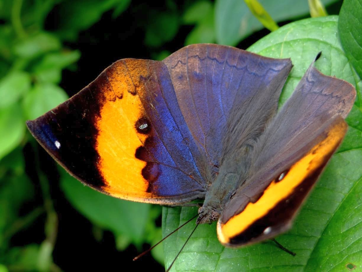 ButterFly of Pithauaragarh