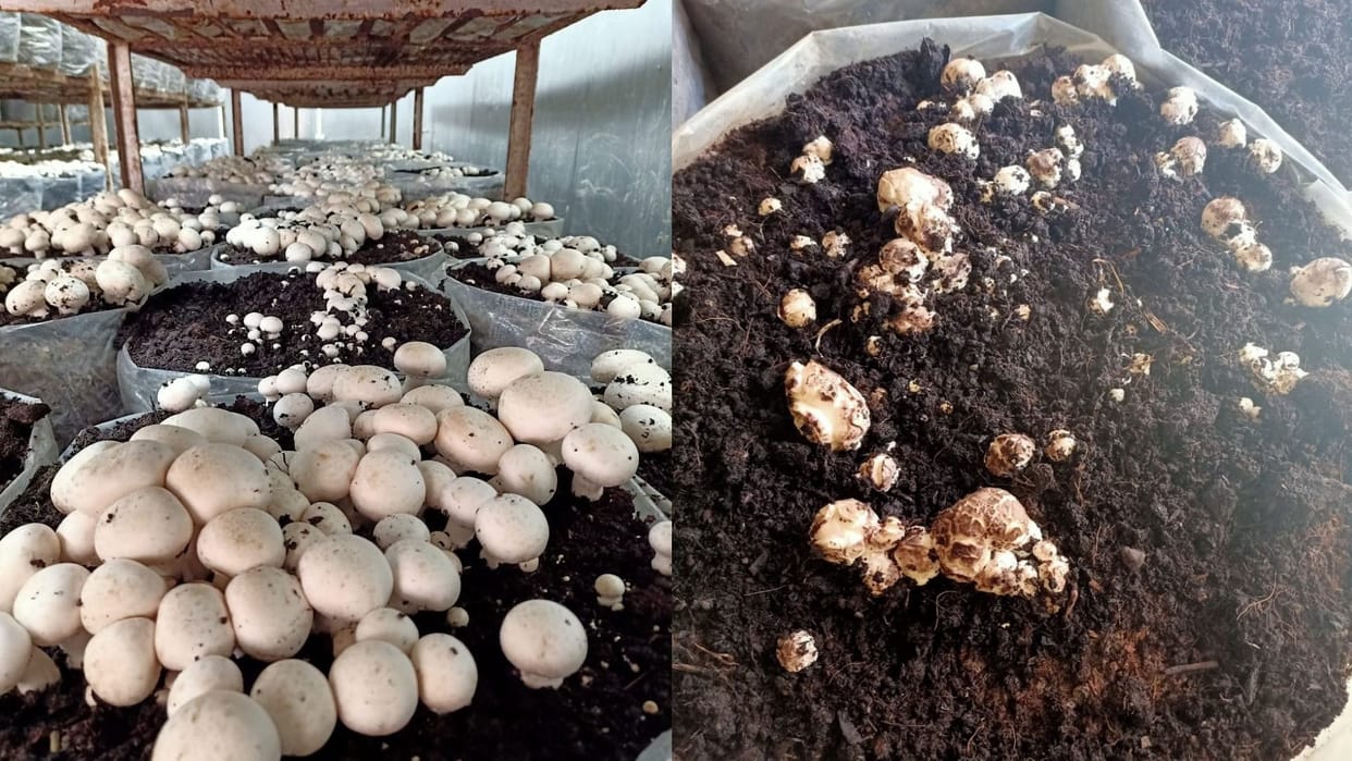 himachal news: Wet Bubble Disease In Mushroom thirty percent crop damaged