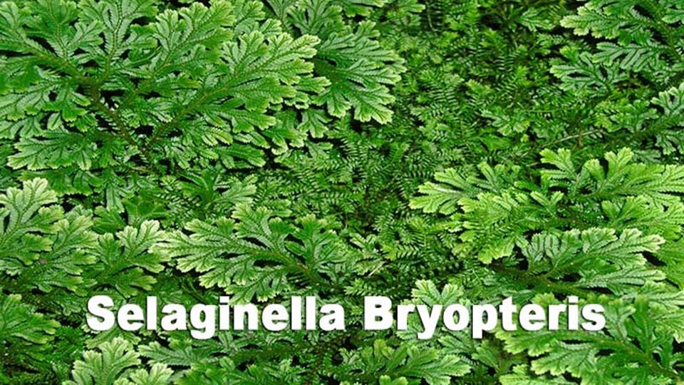 Mythical herb sanjeevani booti to be displayed at biodiversity event