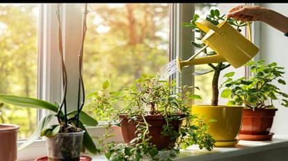 Vastu Tips For Plants Things To Keep In Mind While Planting Trees At Home For  Happiness In Hindi