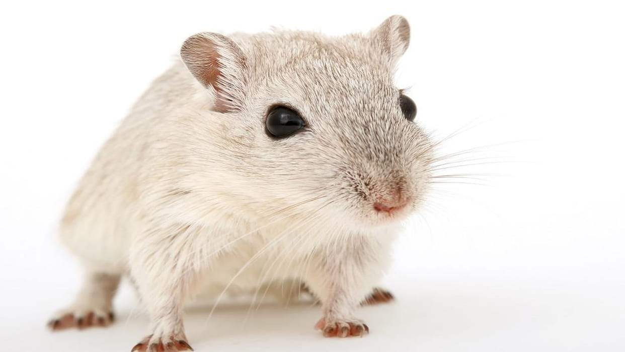 Aging Reversed in Mice on Putting Young Mouse Poop In Old Mouse Know About Experiment News in Hindi