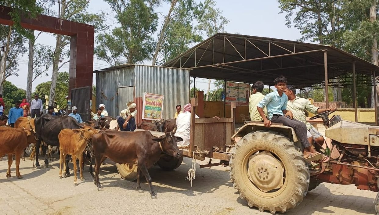 Destitute cows were left in the block office
