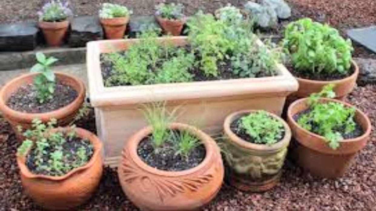 govt schools will be smelled by the scent of herbal plants, 136 gardens will be built