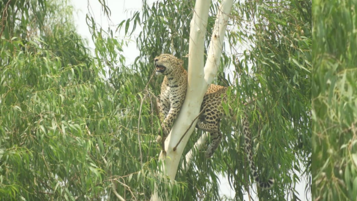 A leopard climbed on a tree in Barabanki.