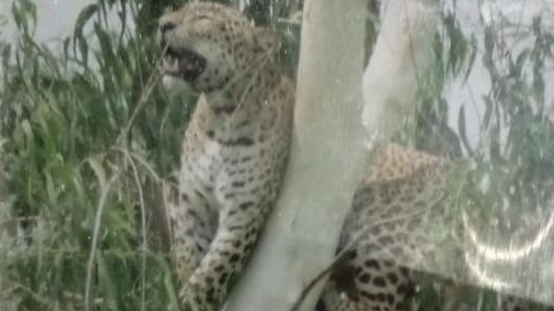 A leopard climbed on a tree in Barabanki.
