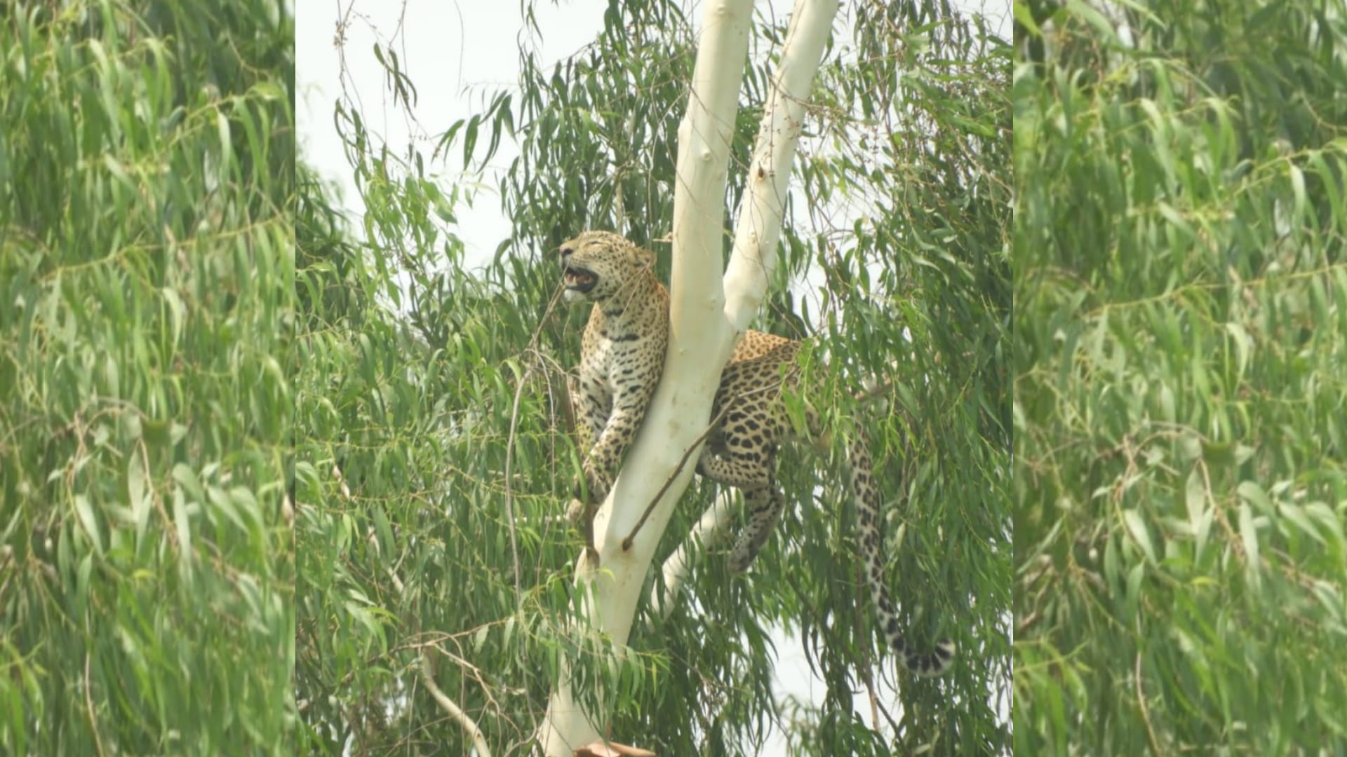 A leopard climbed on a tree in Barabanki.