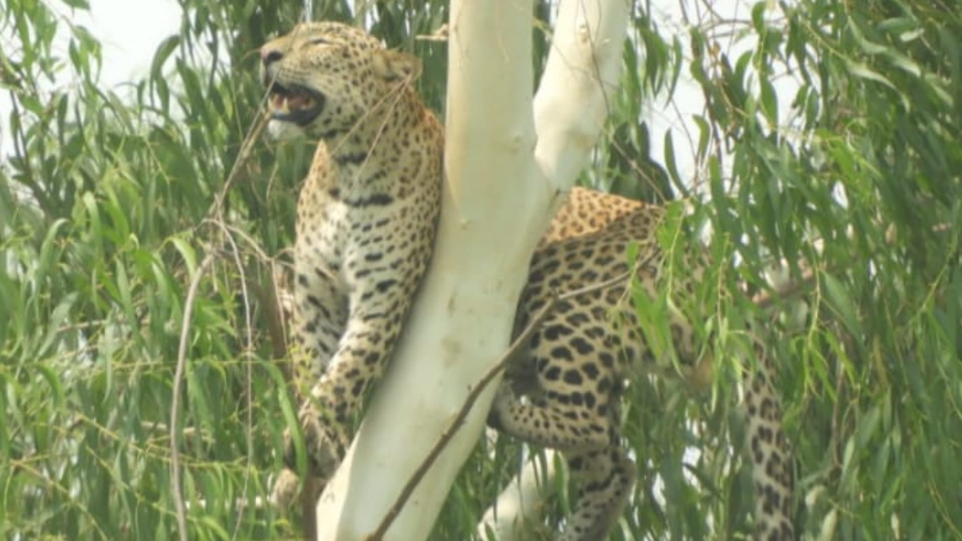 A leopard climbed on a tree in Barabanki.