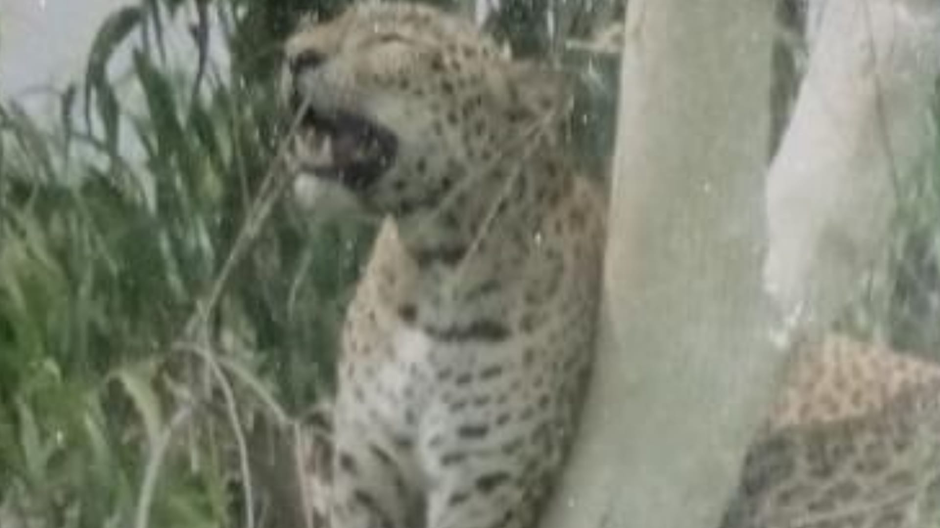 A leopard climbed on a tree in Barabanki.
