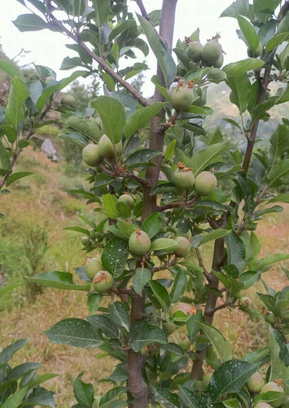 Drought likely to reduce size of plums, apricots, almonds and peaches