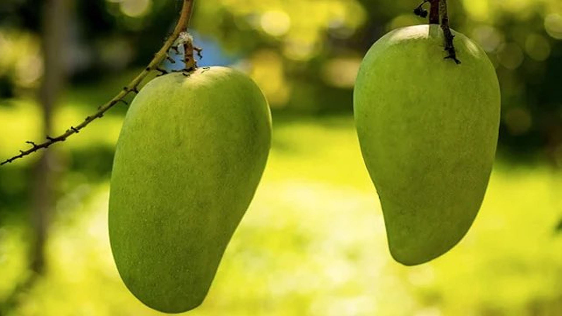 Mango Adulteration: How To Identify Sweet Mangoes Know The Method Here