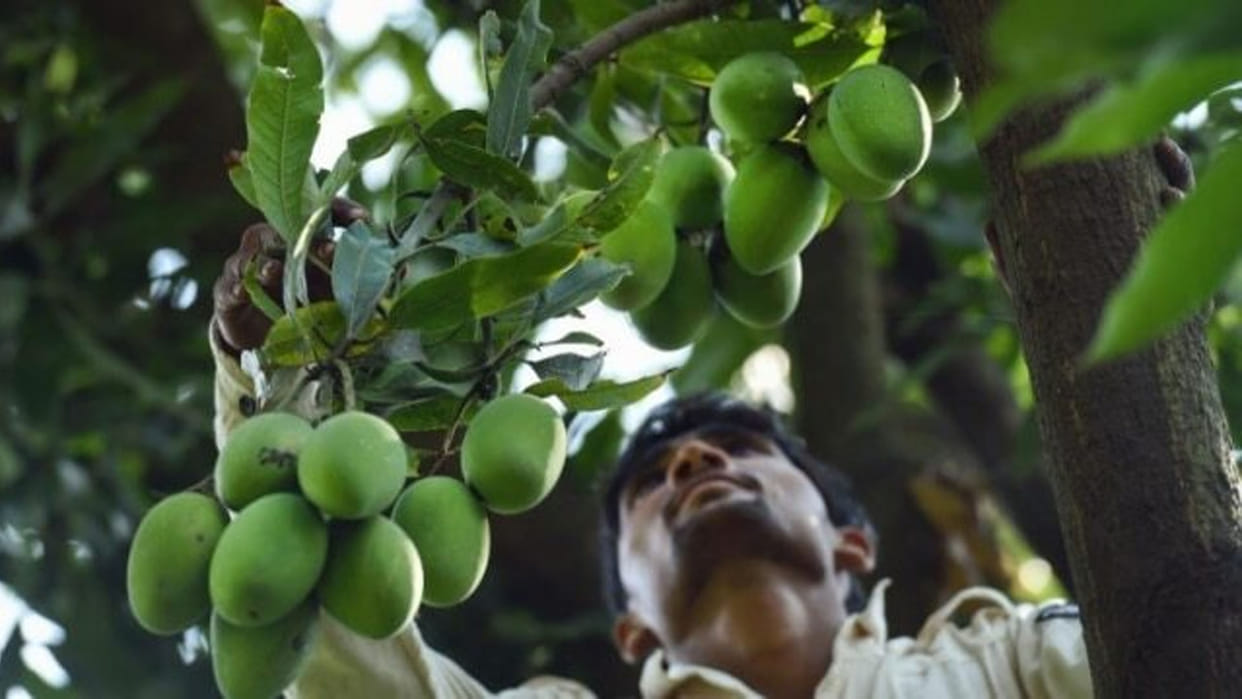 Big loss to mango crop due to unseasonal rains, possibility of costlier prices due to less production
