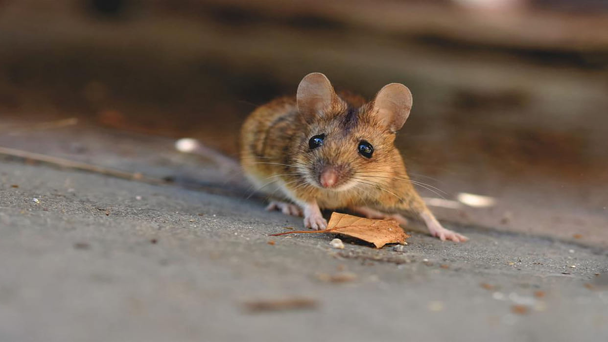 Hero Rats: With the help of special bags, rats will save human lives in disaster, scientists from Africa are giving special training