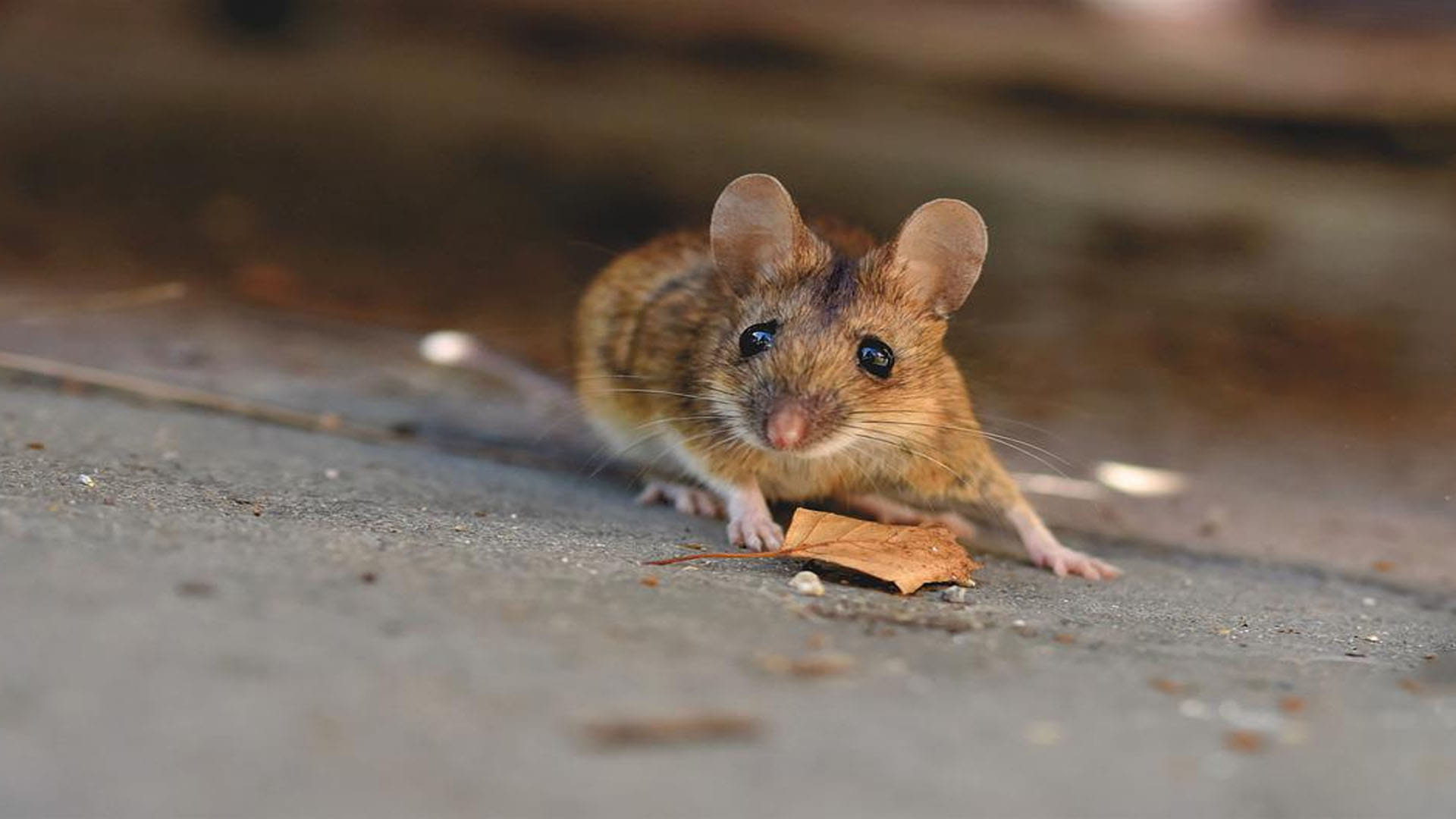 Aging Reversed in Mice on Putting Young Mouse Poop In Old Mouse Know About Experiment News in Hindi