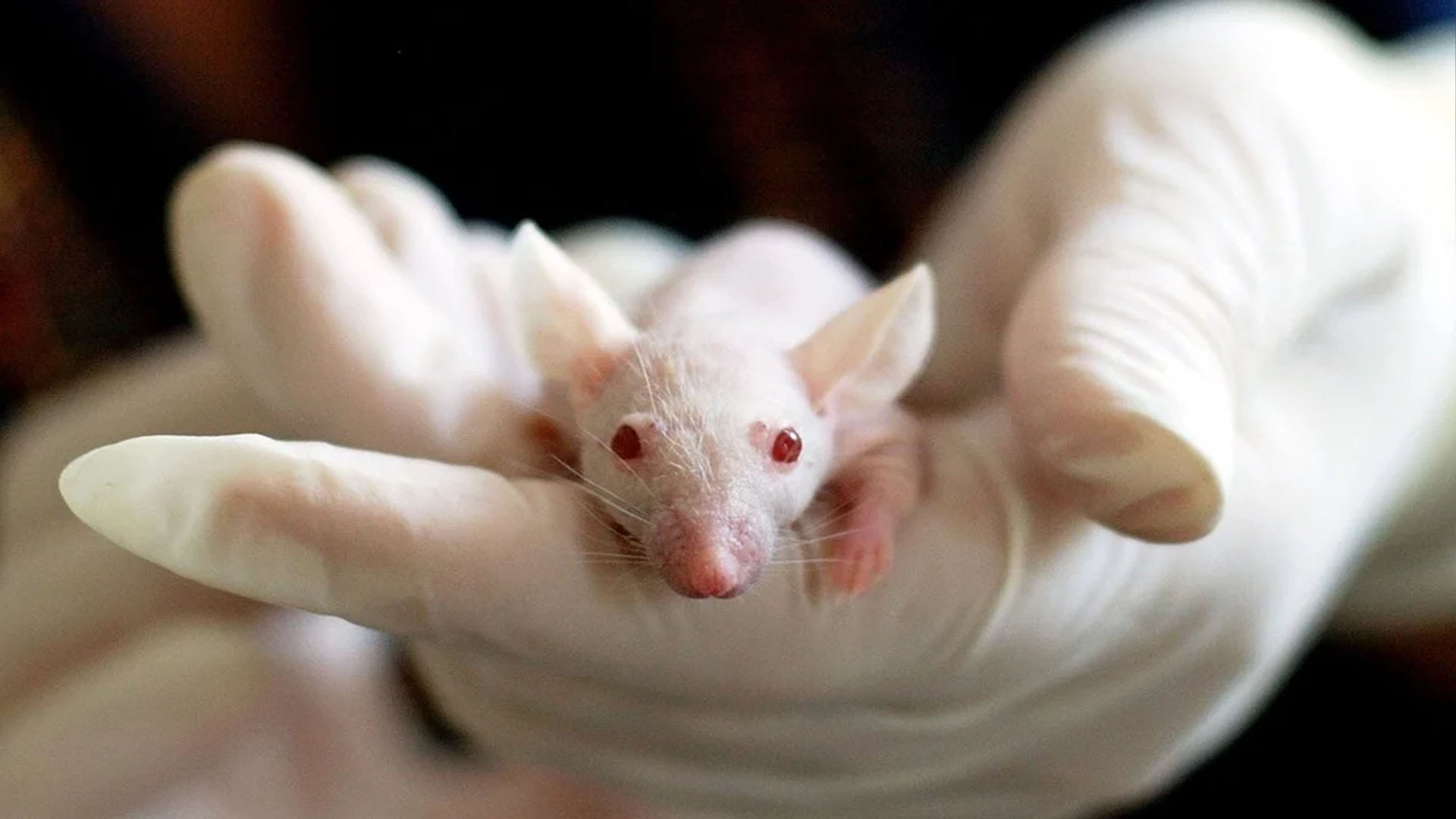 Aging Reversed in Mice on Putting Young Mouse Poop In Old Mouse Know About Experiment News in Hindi