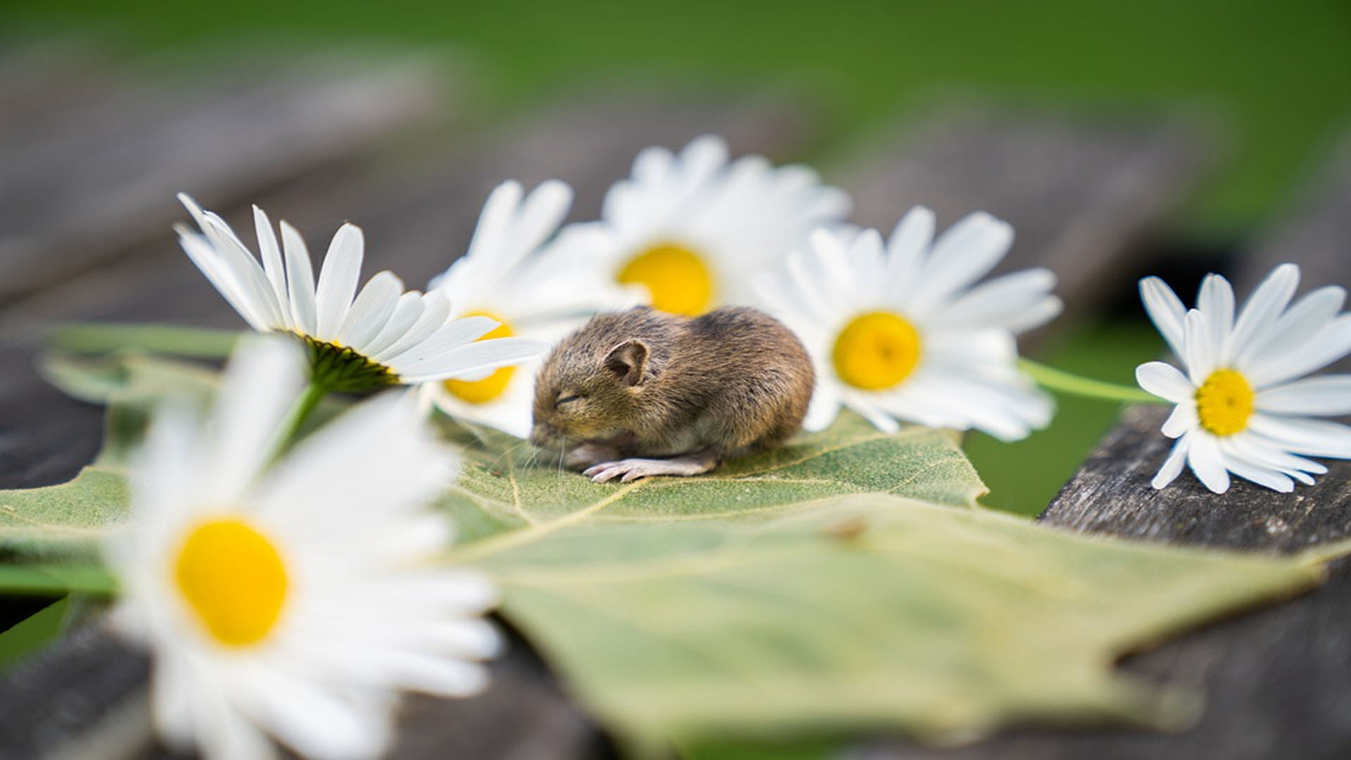 Aging Reversed in Mice on Putting Young Mouse Poop In Old Mouse Know About Experiment News in Hindi