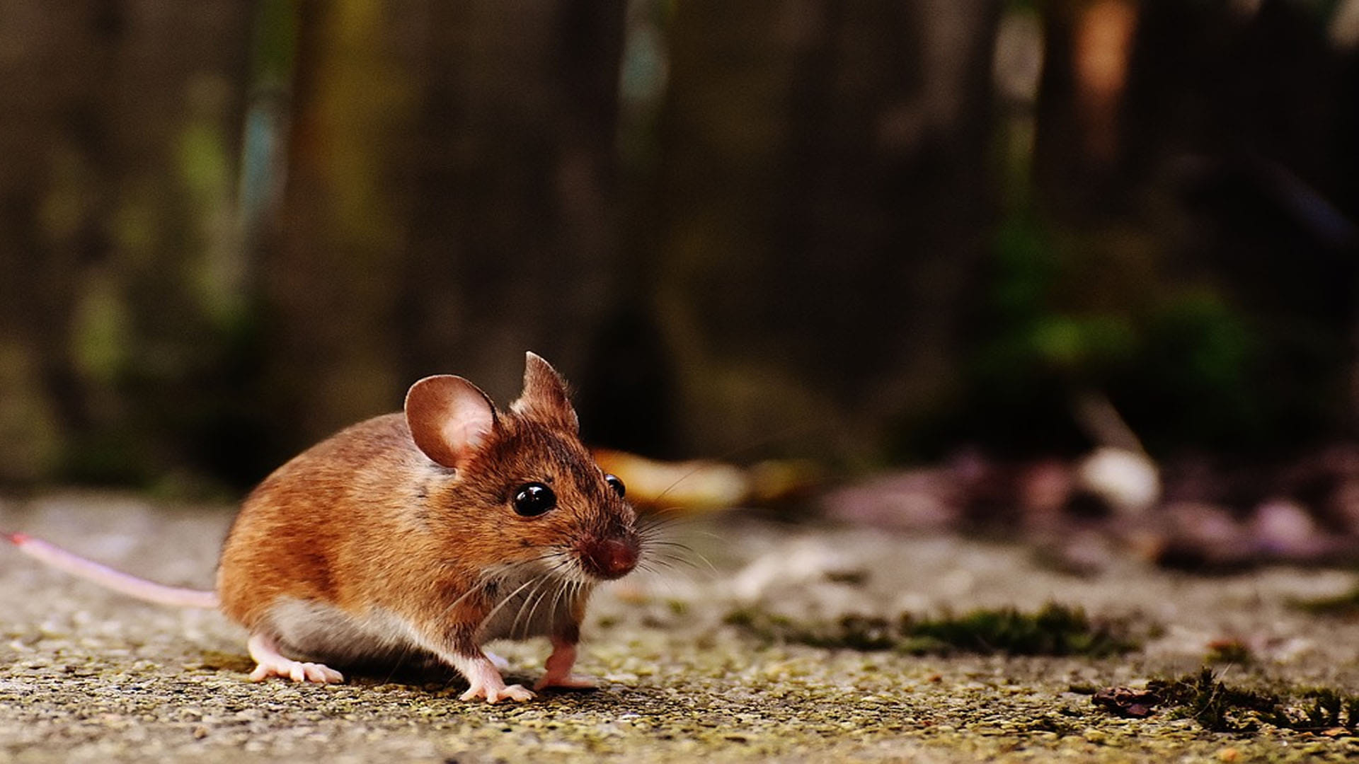 Aging Reversed in Mice on Putting Young Mouse Poop In Old Mouse Know About Experiment News in Hindi