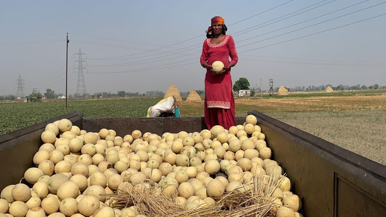 The sweetness of sea melon spread in other states, Delhi too crazy