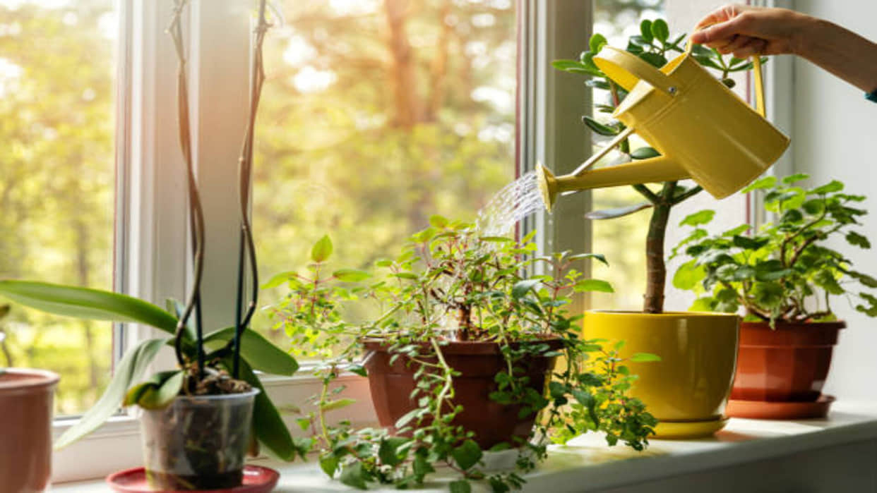 Lucky Plants for home in hindi these 5 plants bring happiness in life