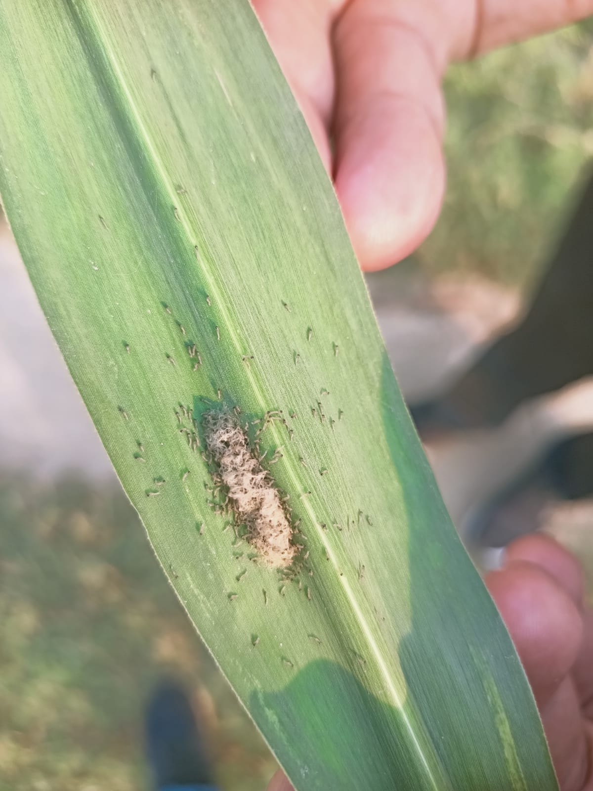 Peak borer has become a threat to sugarcane crop
