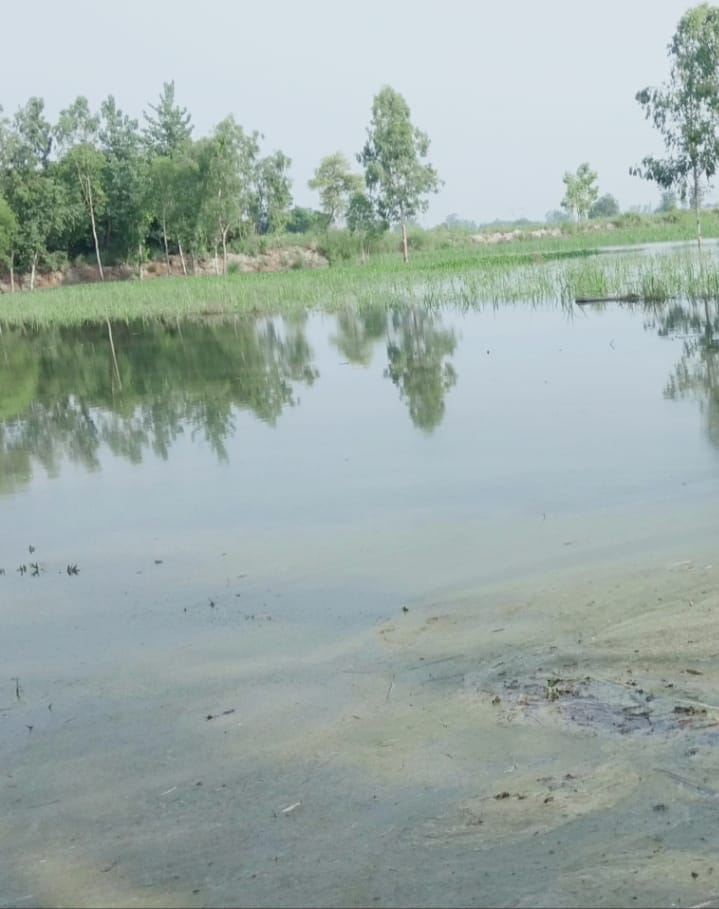 Many bigha crops submerged due to breaking of Rajbha
